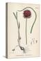 Allium-Round Head Garlic-John Edward Sowerby-Stretched Canvas