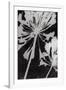 Allium Shade-Ella Lancaster-Framed Giclee Print