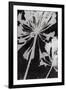 Allium Shade-Ella Lancaster-Framed Giclee Print