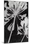 Allium Shade-Ella Lancaster-Mounted Giclee Print