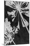 Allium Shadow-Ella Lancaster-Mounted Giclee Print