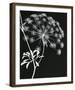 Allium Silhouette I-Ella Lancaster-Framed Giclee Print