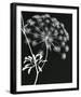 Allium Silhouette I-Ella Lancaster-Framed Giclee Print