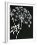 Allium Silhouette I-Ella Lancaster-Framed Giclee Print