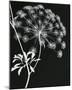 Allium Silhouette I-Ella Lancaster-Mounted Giclee Print