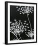 Allium Silhouette II-Ella Lancaster-Framed Giclee Print