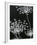 Allium Silhouette II-Ella Lancaster-Framed Giclee Print