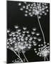 Allium Silhouette II-Ella Lancaster-Mounted Giclee Print