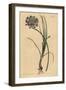 Allium Stellerianum (Jonquil)-Sydenham Teast Edwards-Framed Giclee Print