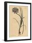 Allium Stellerianum (Jonquil)-Sydenham Teast Edwards-Framed Giclee Print