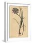 Allium Stellerianum (Jonquil)-Sydenham Teast Edwards-Framed Giclee Print
