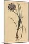 Allium Stellerianum (Jonquil)-Sydenham Teast Edwards-Mounted Giclee Print