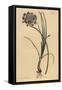 Allium Stellerianum (Jonquil)-Sydenham Teast Edwards-Framed Stretched Canvas