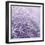 Allium Thistle-Assaf Frank-Framed Giclee Print