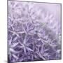 Allium Thistle-Assaf Frank-Mounted Giclee Print