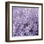Allium Wisteria-Assaf Frank-Framed Giclee Print