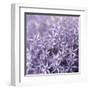 Allium Wisteria-Assaf Frank-Framed Giclee Print