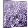 Allium Wisteria-Assaf Frank-Mounted Giclee Print