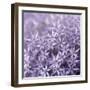 Allium Wisteria-Assaf Frank-Framed Giclee Print