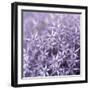 Allium Wisteria-Assaf Frank-Framed Giclee Print