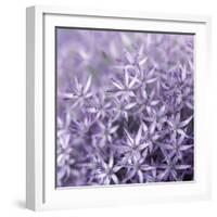 Allium Wisteria-Assaf Frank-Framed Giclee Print