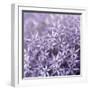 Allium Wisteria-Assaf Frank-Framed Giclee Print