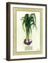 Allium-Vincent Jeannerot-Framed Art Print