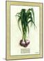 Allium-Vincent Jeannerot-Mounted Art Print