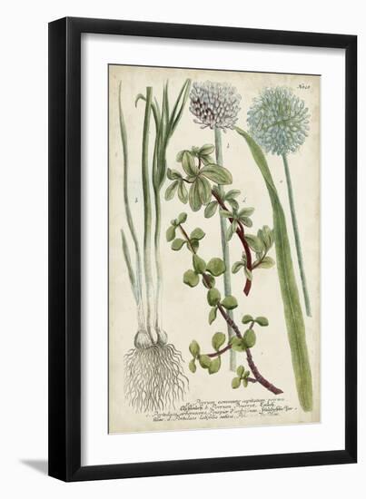 Allium-Weinmann-Framed Art Print