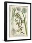 Allium-Weinmann-Framed Art Print