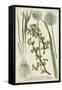 Allium-Weinmann-Framed Stretched Canvas