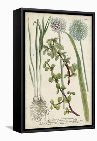 Allium-Weinmann-Framed Stretched Canvas