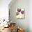 Alliums-Dawn Derman-Stretched Canvas displayed on a wall