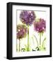 Alliums-Dawn Derman-Framed Art Print