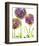 Alliums-Dawn Derman-Framed Art Print