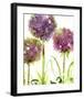 Alliums-Dawn Derman-Framed Art Print