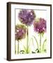 Alliums-Dawn Derman-Framed Art Print