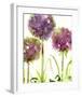 Alliums-Dawn Derman-Framed Art Print