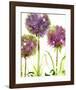 Alliums-Dawn Derman-Framed Art Print