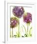 Alliums-Dawn Derman-Framed Art Print