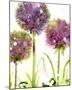 Alliums-Dawn Derman-Mounted Art Print