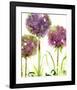 Alliums-Dawn Derman-Framed Art Print