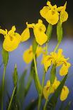 White Camargue Horse Grazing Amongst Yellow Flag Irises, Camargue, France, April 2009-Allofs-Photographic Print