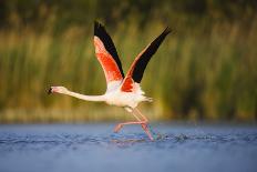 Greater Flamingos (Phoenicopterus Roseus) Fighting, Pont Du Gau, Camargue, France, April 2009-Allofs-Photographic Print