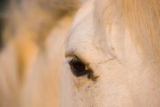 White Camargue Horse, Mare with Brown Foal, Camargue, France, April 2009-Allofs-Framed Photographic Print