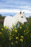 White Camargue Horse, Mare with Brown Foal, Camargue, France, April 2009-Allofs-Photographic Print