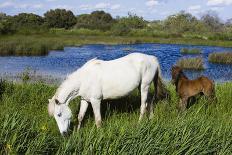 White Camargue Horse Grazing Amongst Yellow Flag Irises, Camargue, France, April 2009-Allofs-Photographic Print