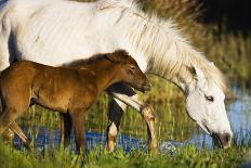 White Camargue Horse, Mother with Brown Foal, Camargue, France, April 2009-Allofs-Photographic Print