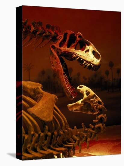 Allosaurus and Camptosaurus, Museum-Mark Gibson-Stretched Canvas