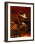 Allosaurus and Camptosaurus, Museum-Mark Gibson-Framed Photographic Print